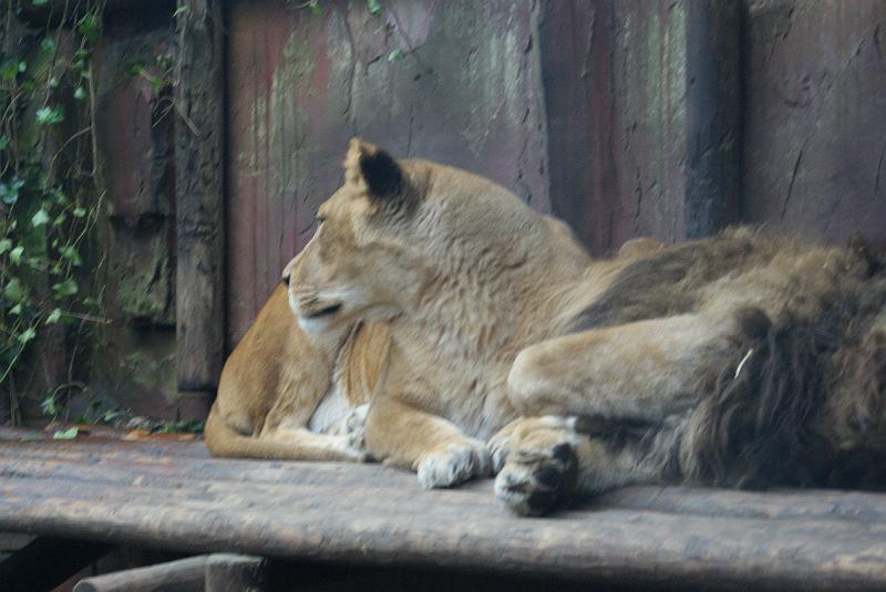 2009_0306sonyDierentuin0042.JPG