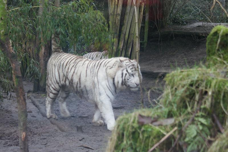 2009_0306sonyDierentuin0141.JPG