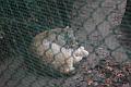 2009_0306sonyDierentuin0021