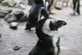 2009_0306sonyDierentuin0157